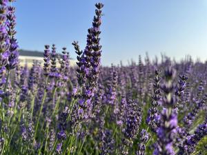 Press release image for Hereward Farms Sets a Standard for Sustainability in Canadian Agriculture and Clean Beauty