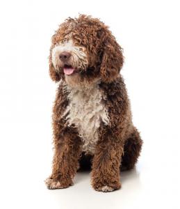 Press release image for It’s a Doodle K9 Service Reveals New Batch of Labradoodle Puppies for Adoption