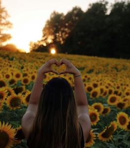 Press release image for Sunflower Garden is Toronto’s first alcohol-free music festival