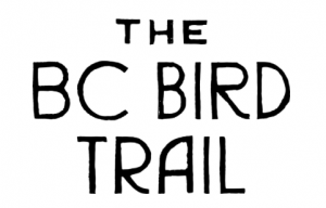 Press release image for Explore BC’s Wild Side with Two New Scavenger Hunts from BC Bird Trail