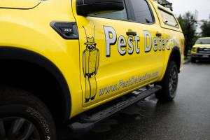 Press release image for Pest Control Vancouver: Surge in Wasp Activity Expected This Summer