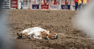 Press release image for 2025 Calgary Stampede opens amid growing opposition to rodeo and chuckwagon events