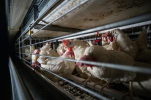 Press release image for Global Investigation Documents Conditions on Egg Farms in 37 Countries, Including Canada