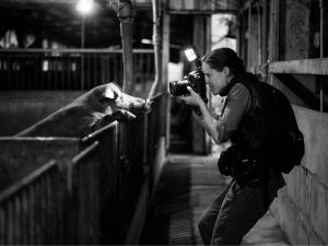 Press release image for Pioneering Photojournalism Agency, We Animals, Celebrates  Six Years of Global Growth