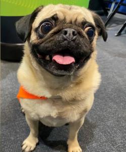 Press release image for Cognisense Featured in Forbes on Emerging Risks to Online Certification Integrity