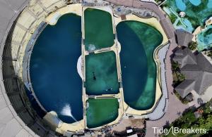 Press release image for TideBreakers Urges France and Spain to Approve Emergency Transfer for Captive Killer Whales Wikie and Keijo